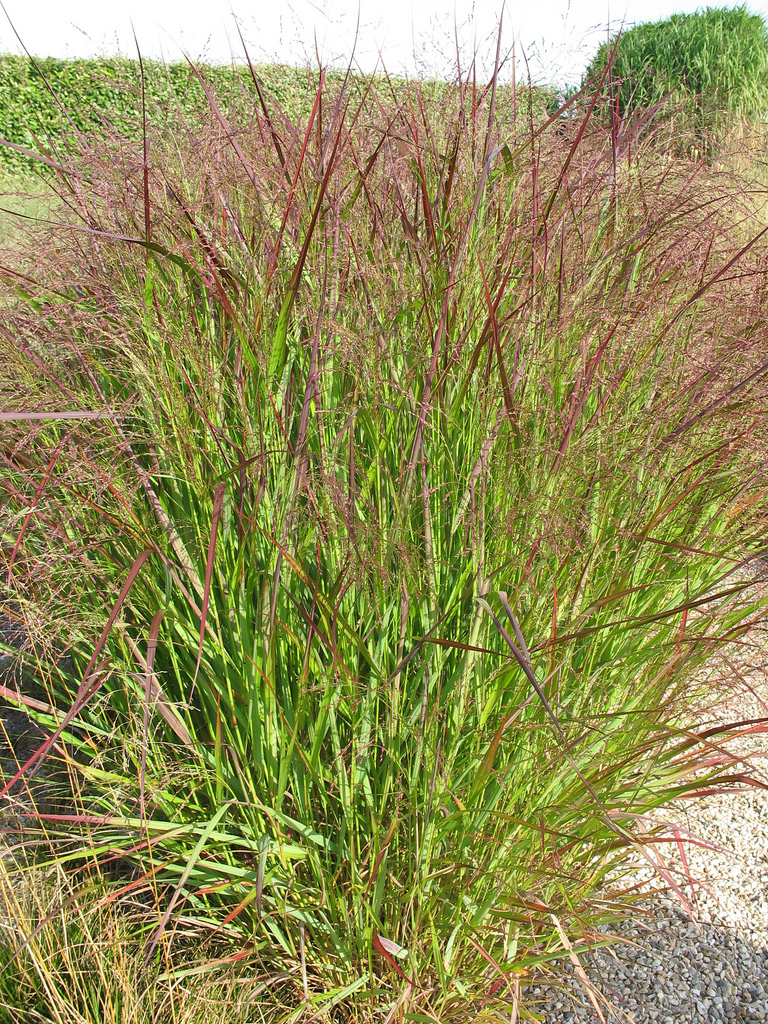 Panicum virgatum 'Squaw'